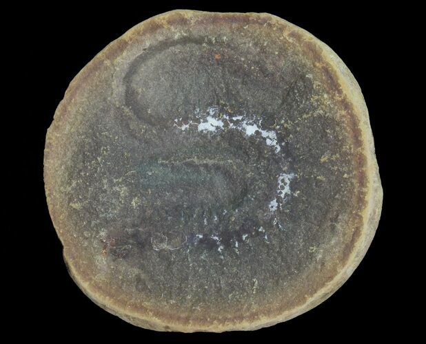 Unidentified Fossil Worm (Pos/Neg) - Mazon Creek #70599